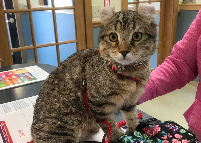 Cat Veterinary Care, Wilton